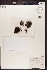 Cladonia pityrea f. scyphifera image
