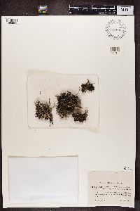 Cladonia pityrea f. scyphifera image