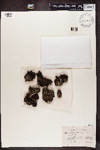 Cladonia chlorophaea image