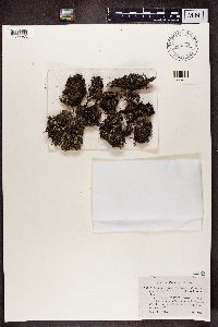 Cladonia portentosa image