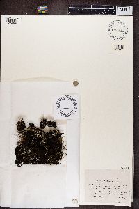 Cladonia pleurota image