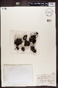 Cladonia pleurota image