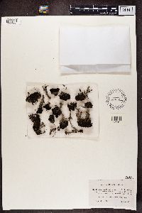 Cladonia pleurota image