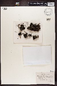 Cladonia pleurota image