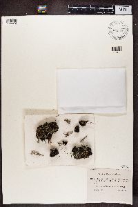 Cladonia pleurota image