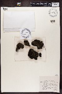 Cladonia pleurota image