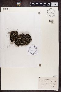 Cladonia pleurota image