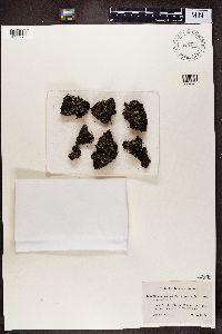 Cladonia pleurota image