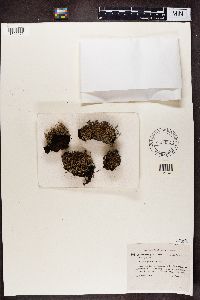 Cladonia crispata image