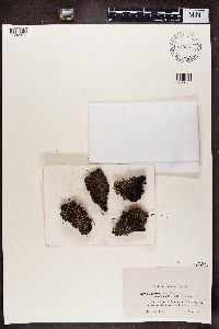 Cladonia crispata image