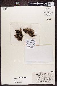 Cladonia crispata image