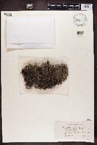 Cladonia portentosa image