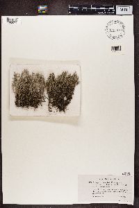 Cladonia portentosa image