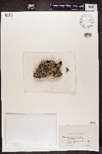 Cladonia squamosa image