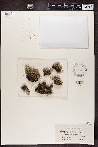 Cladonia squamosa image