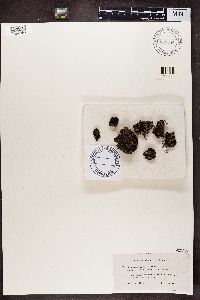 Media resource of Cladonia squamosa