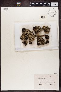 Cladonia digitata f. brachytes image