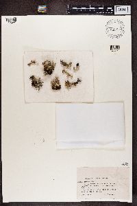 Cladonia digitata image