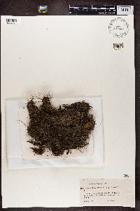 Cladonia chlorophaea image