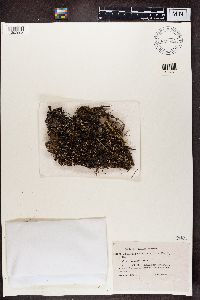 Cladonia chlorophaea image