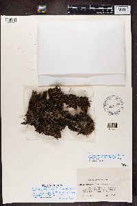 Cladonia chlorophaea image