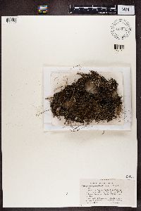 Cladonia chlorophaea image