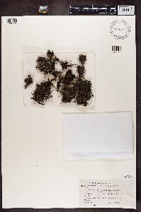 Cladonia chlorophaea image