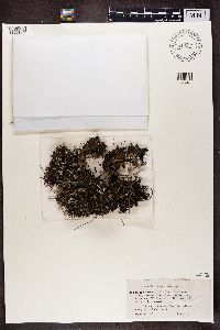 Cladonia chlorophaea image