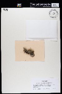 Bryoria nadvornikiana image