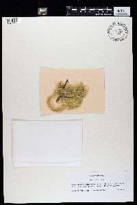 Usnea longissima image