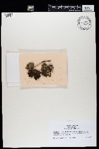 Sticta fuliginosa image