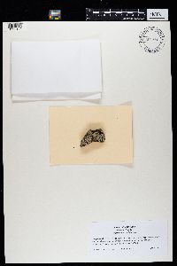 Physconia subpallida image