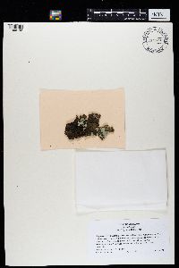 Sticta fuliginosa image