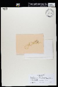 Usnea longissima image