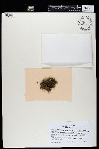 Nephroma helveticum image