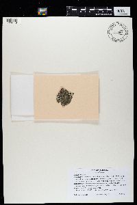 Bryoria fuscescens image