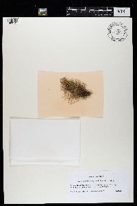 Bryoria nadvornikiana image