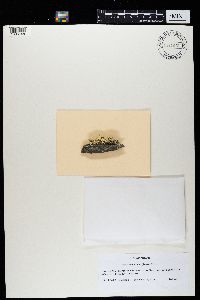 Ramalina obtusata image