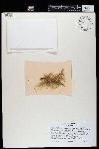 Usnea rubicunda image