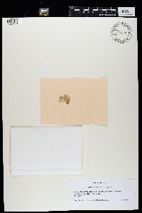 Ramalina obtusata image