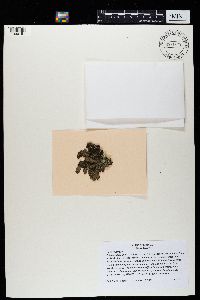 Sticta fuliginosa image