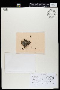 Bryoria fuscescens image