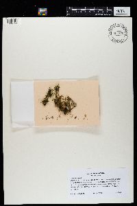 Sticta beauvoisii image