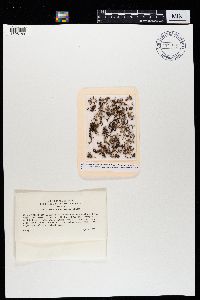 Cetraria muricata image