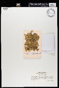 Ramalina sinensis image