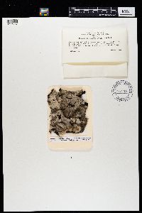 Umbilicaria americana image