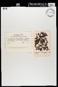 Cetraria ericetorum image