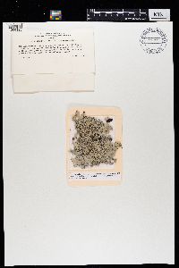 Pseudevernia intensa image