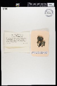 Physcia biziana image