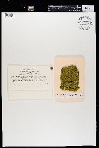 Candelaria concolor image